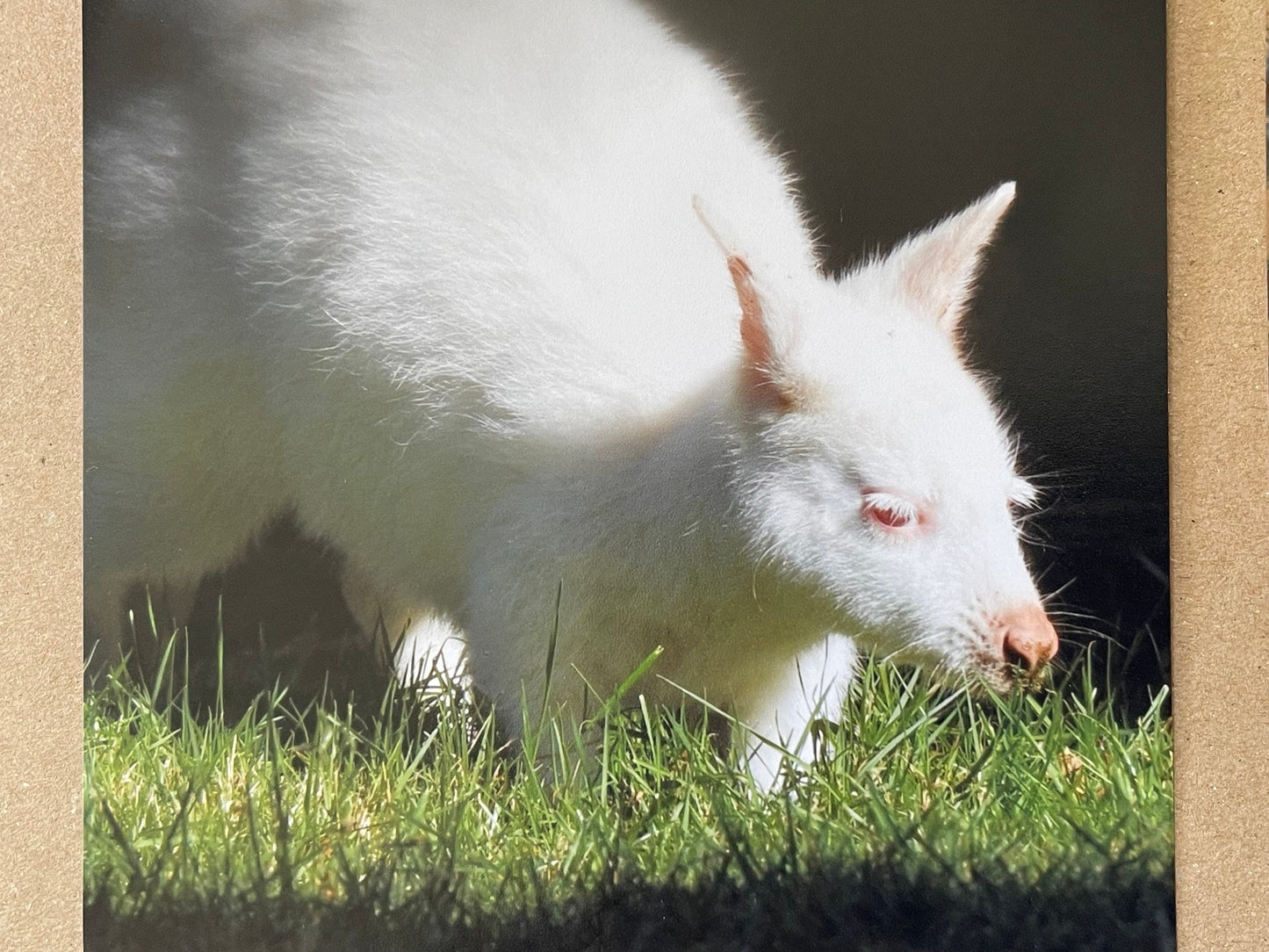 recycled card, eco friendly geetings card, albino wallaby. Birthday card, handmade card, thank you card, Blank card. Gift for her