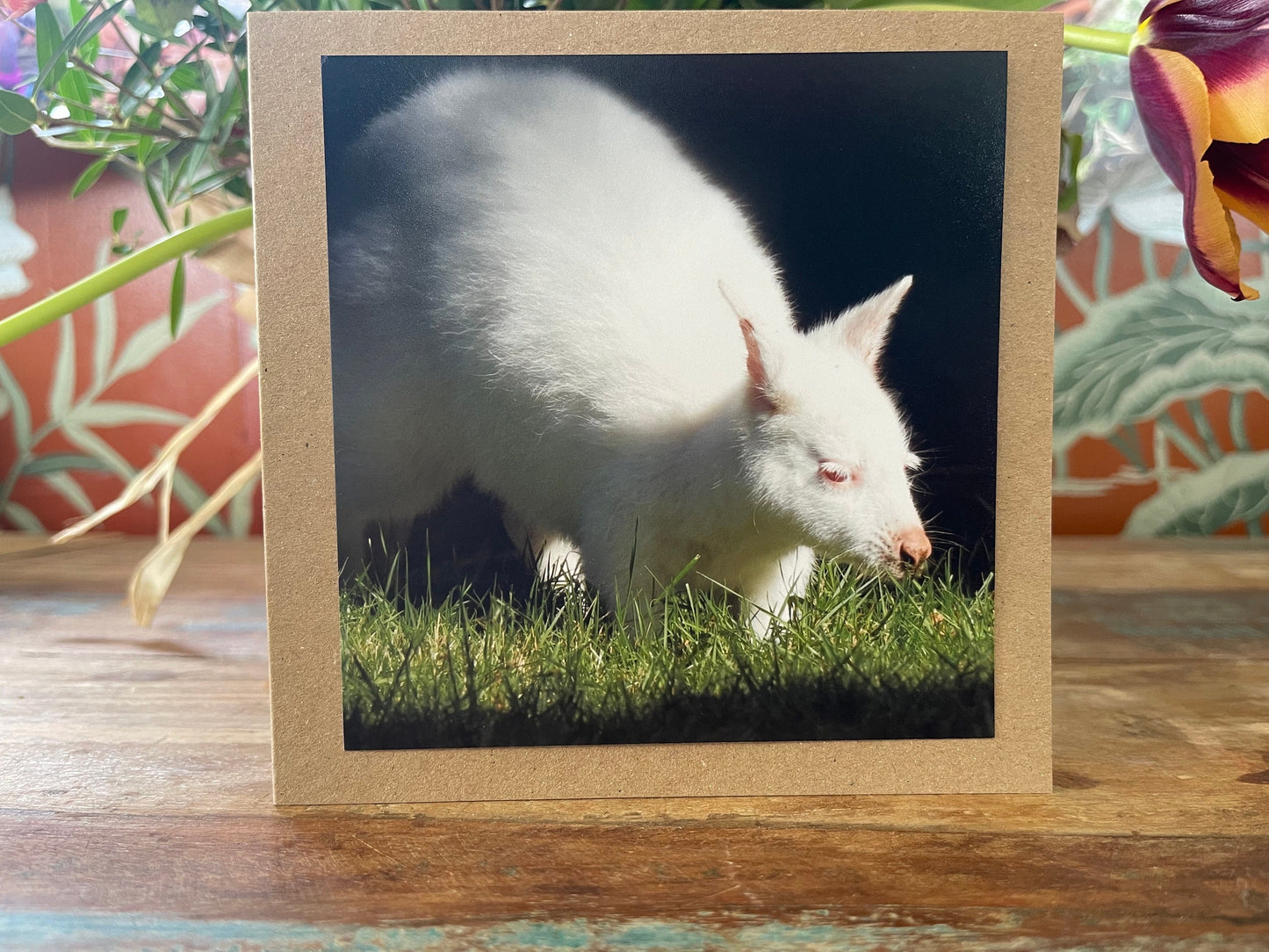 recycled card, eco friendly geetings card, albino wallaby. Birthday card, handmade card, thank you card, Blank card. Gift for her