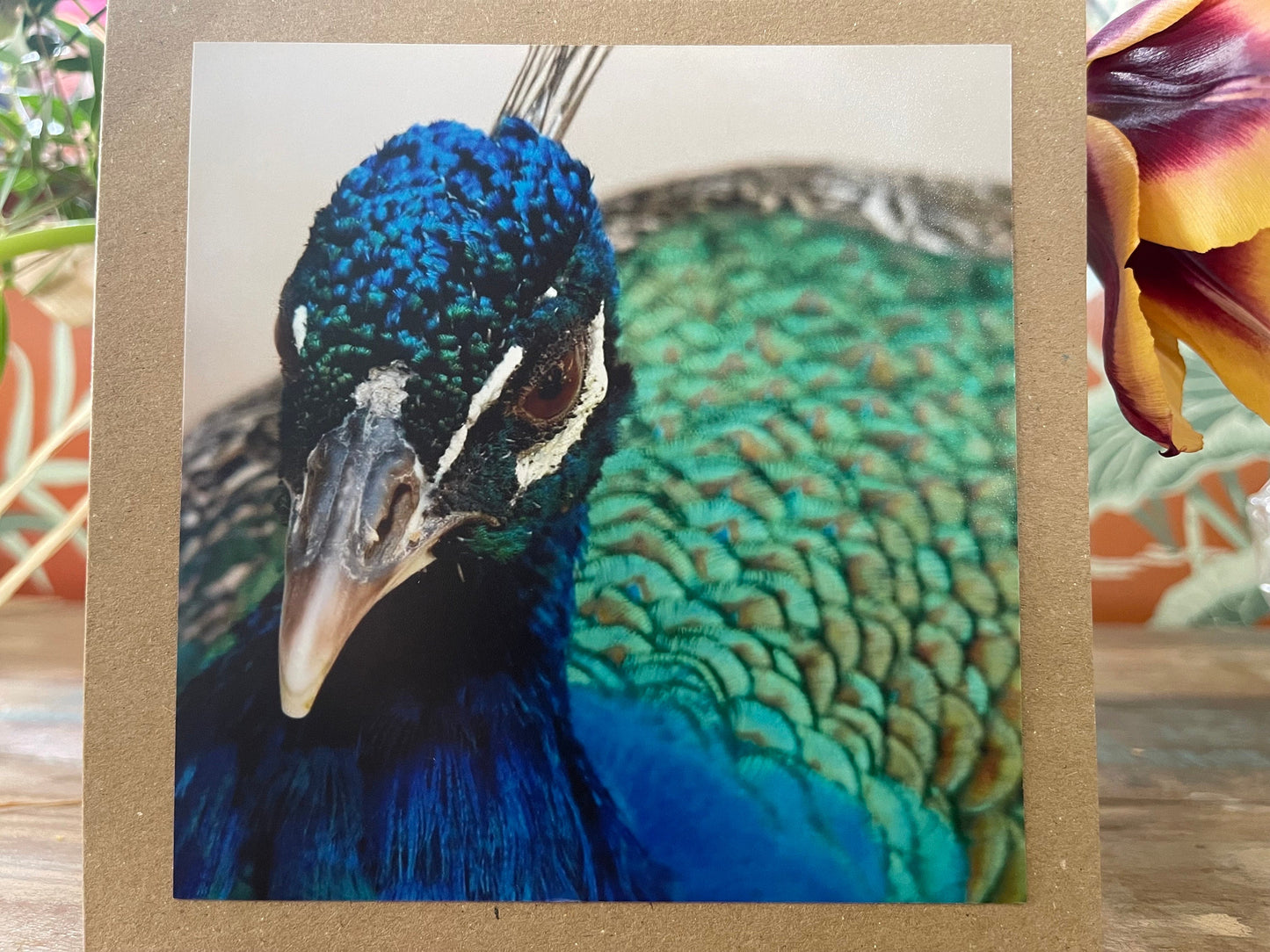 Peacock card, recycled card, birthday card, recycled card. Eco friendly card. Handmade card. Unusual thank you card, bird card, nature cards