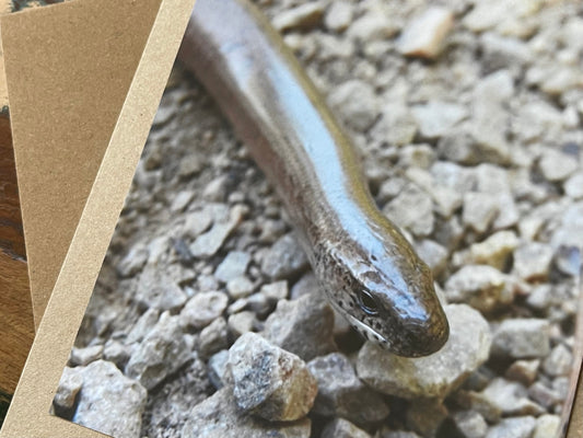 Slow worm card, recycled card, birthday card, wildlife card. Eco friendly card. Handmade card. Unusual card, Thank you card, snake card