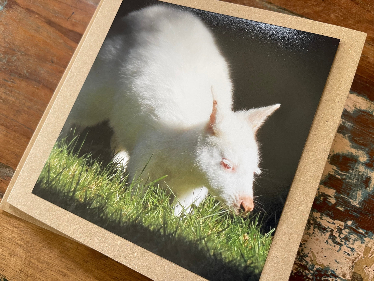 recycled card, eco friendly geetings card, albino wallaby. Birthday card, handmade card, thank you card, Blank card. Gift for her