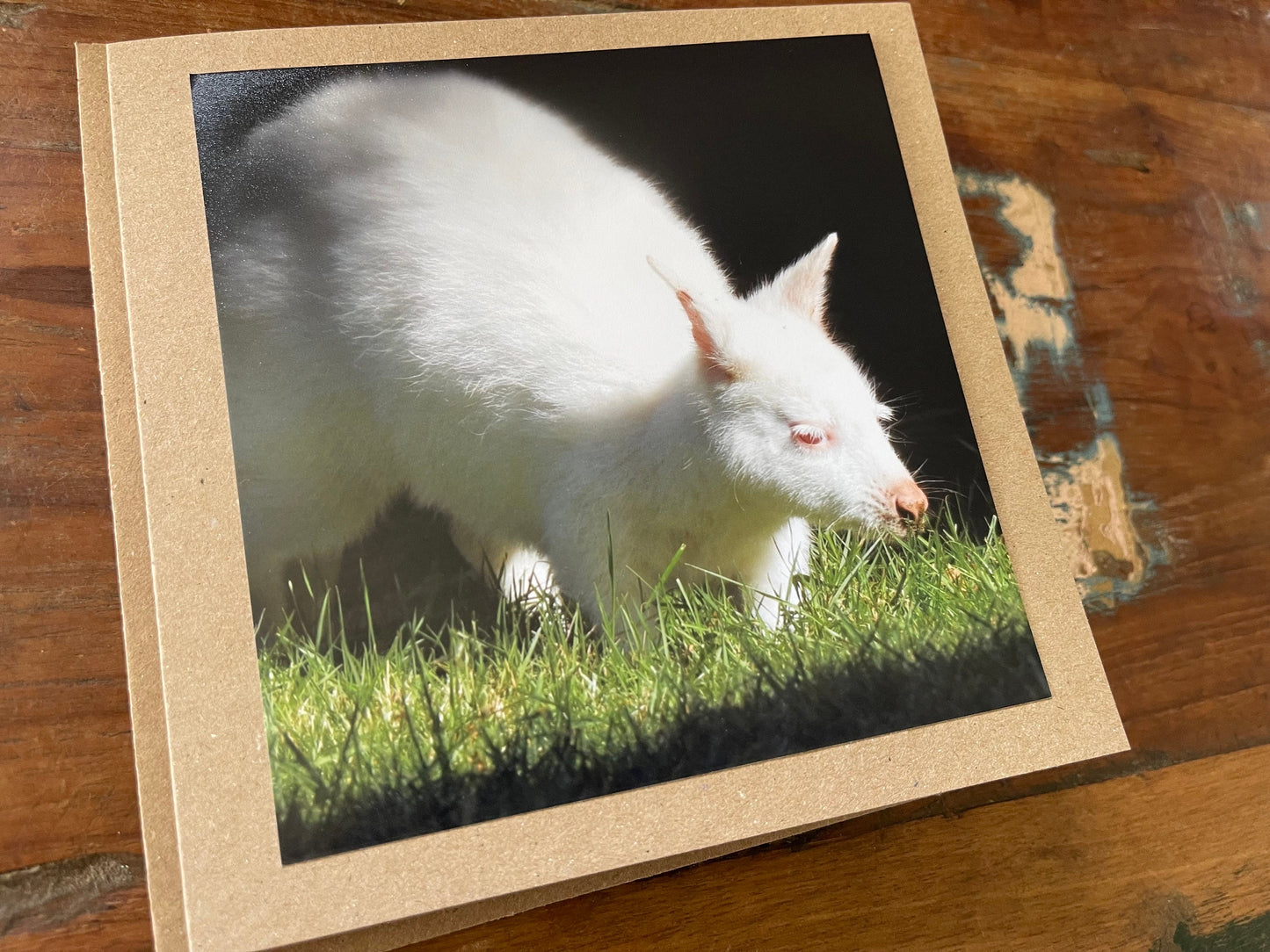 recycled card, eco friendly geetings card, albino wallaby. Birthday card, handmade card, thank you card, Blank card. Gift for her