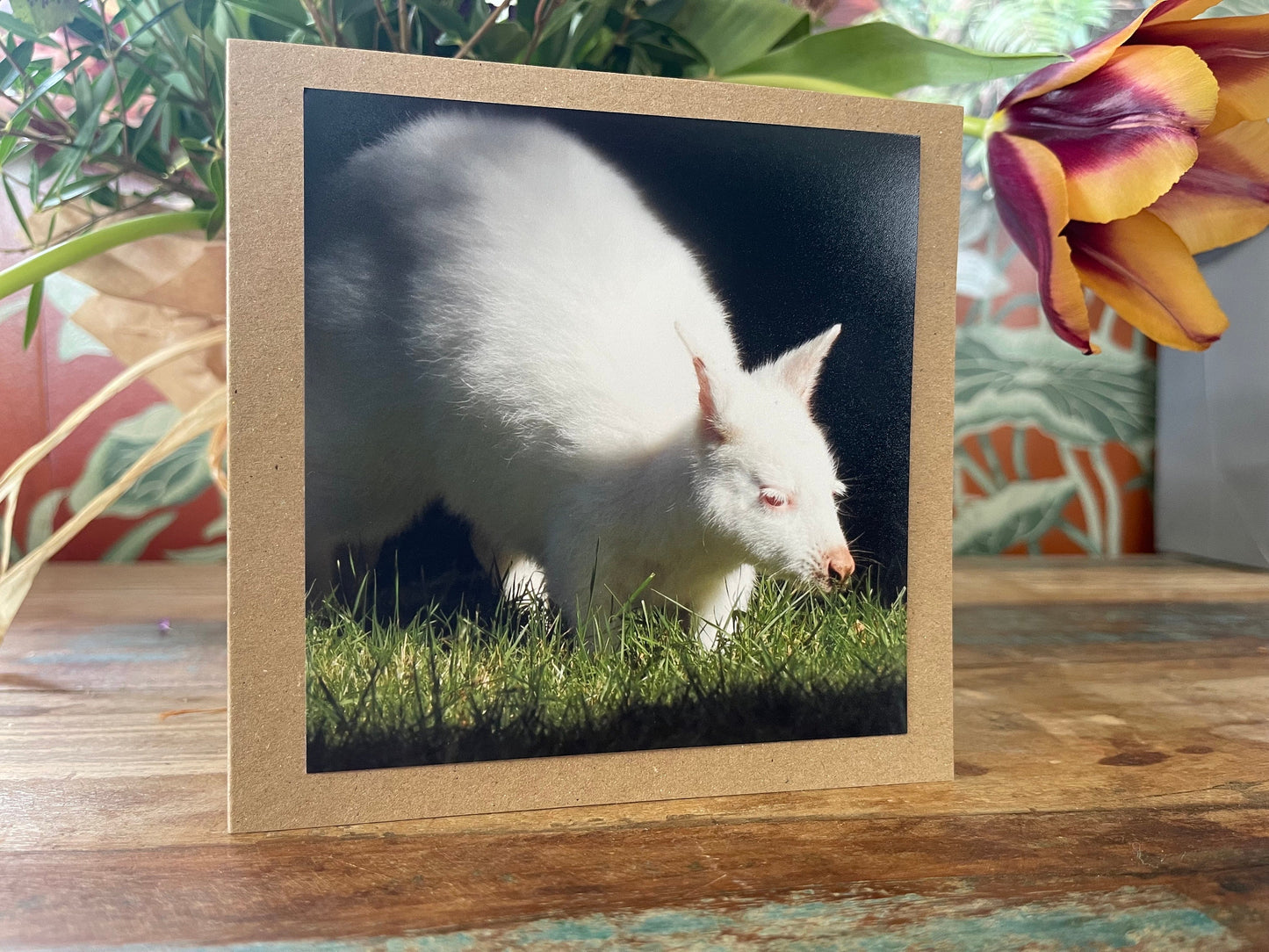 recycled card, eco friendly geetings card, albino wallaby. Birthday card, handmade card, thank you card, Blank card. Gift for her