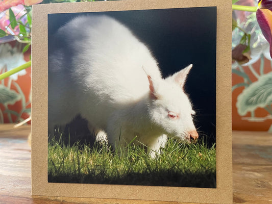 recycled card, eco friendly geetings card, albino wallaby. Birthday card, handmade card, thank you card, Blank card. Gift for her