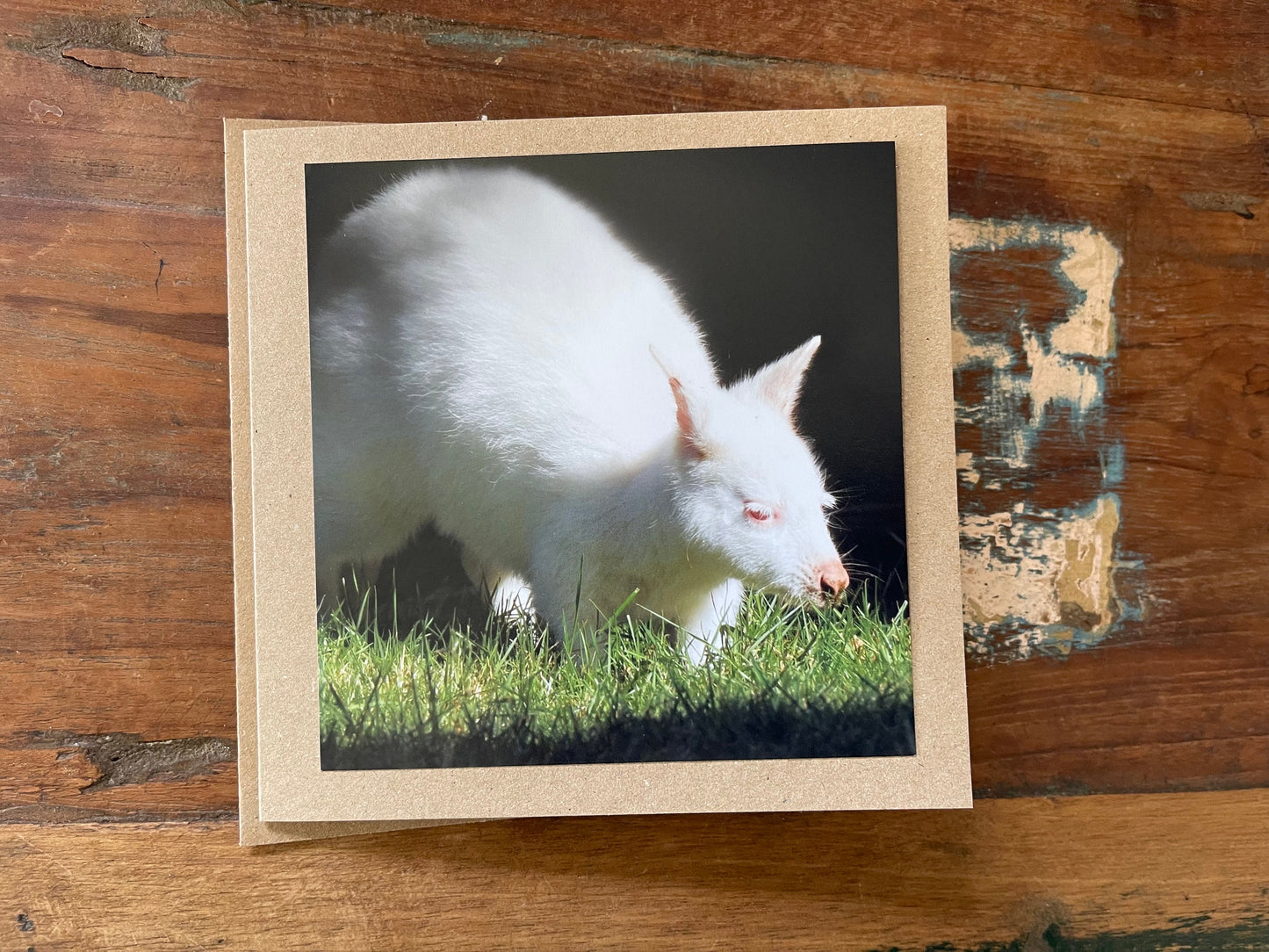 recycled card, eco friendly geetings card, albino wallaby. Birthday card, handmade card, thank you card, Blank card. Gift for her