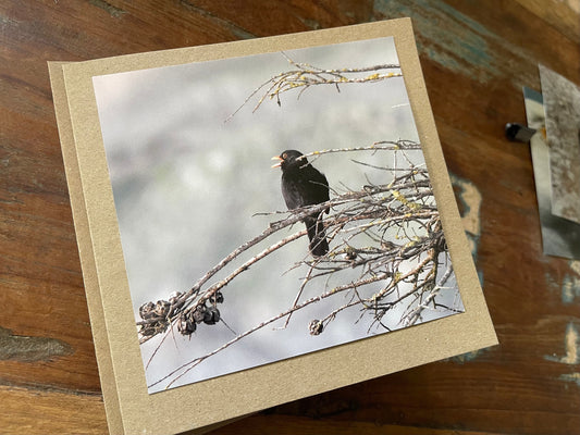 Blackbird card, recycled card, birthday card, English bird card. Eco friendly card. Handmade card. Unusual Thank you card, blank gift card