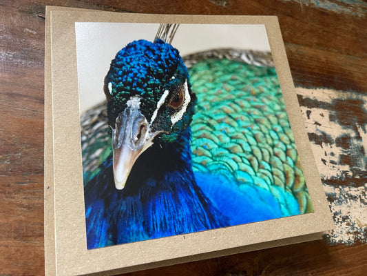 Peacock card, recycled card, birthday card, recycled card. Eco friendly card. Handmade card. Unusual thank you card, bird card, nature cards