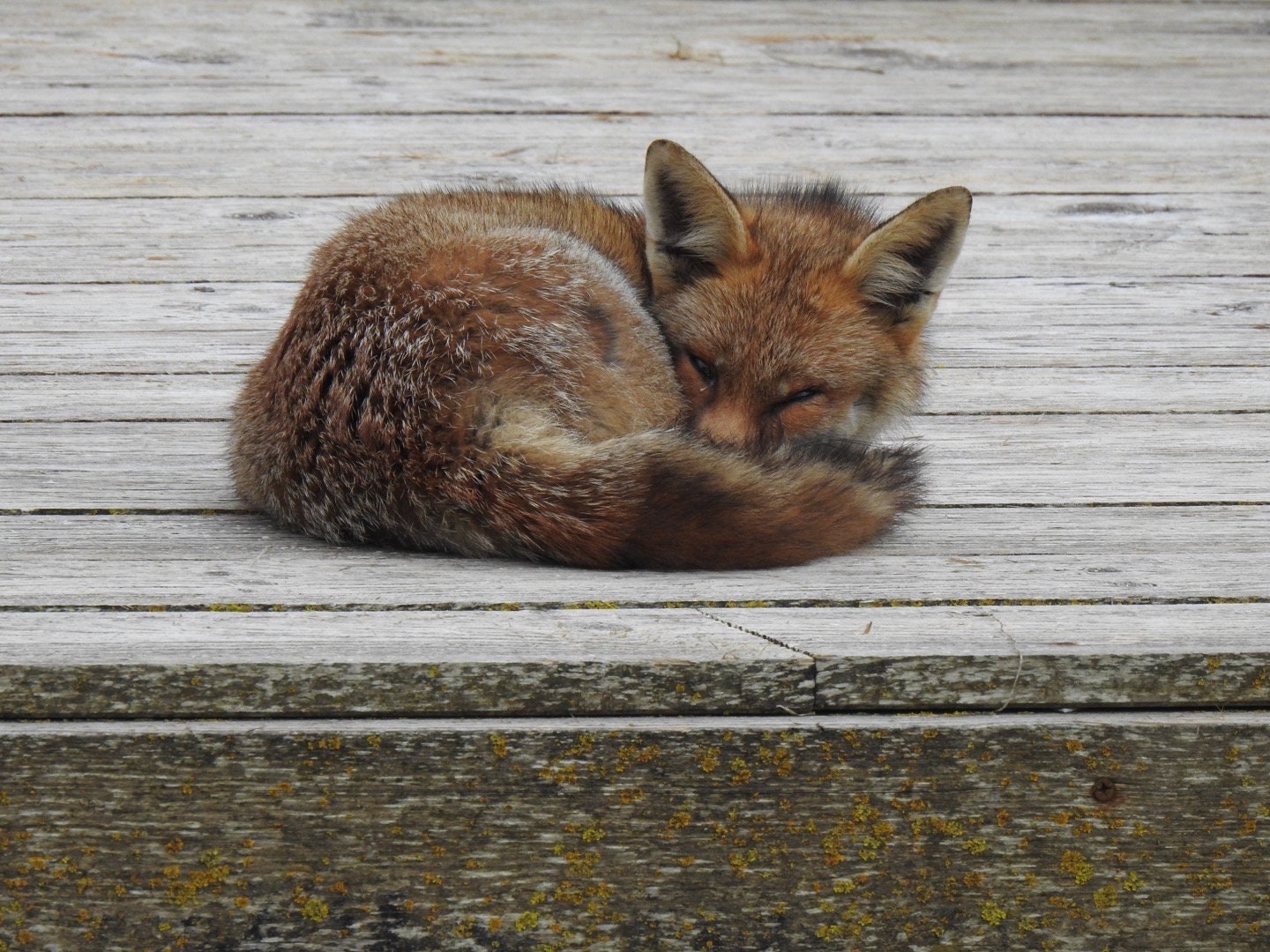 Fox card, recycled card, nature card, birthday card, recycled card. Eco friendly gift card. Handmade card. Blank message card. Eco gift.