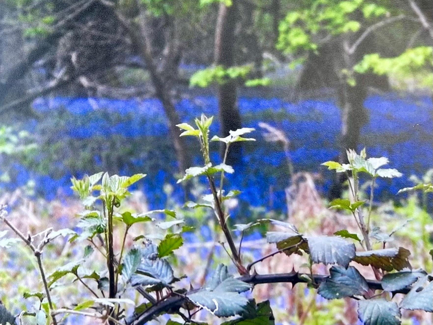 Bluebell woods :) Handmade card, recycled card. Get well soon card. Eco friendly card, boho card, rustic card, condolence card.