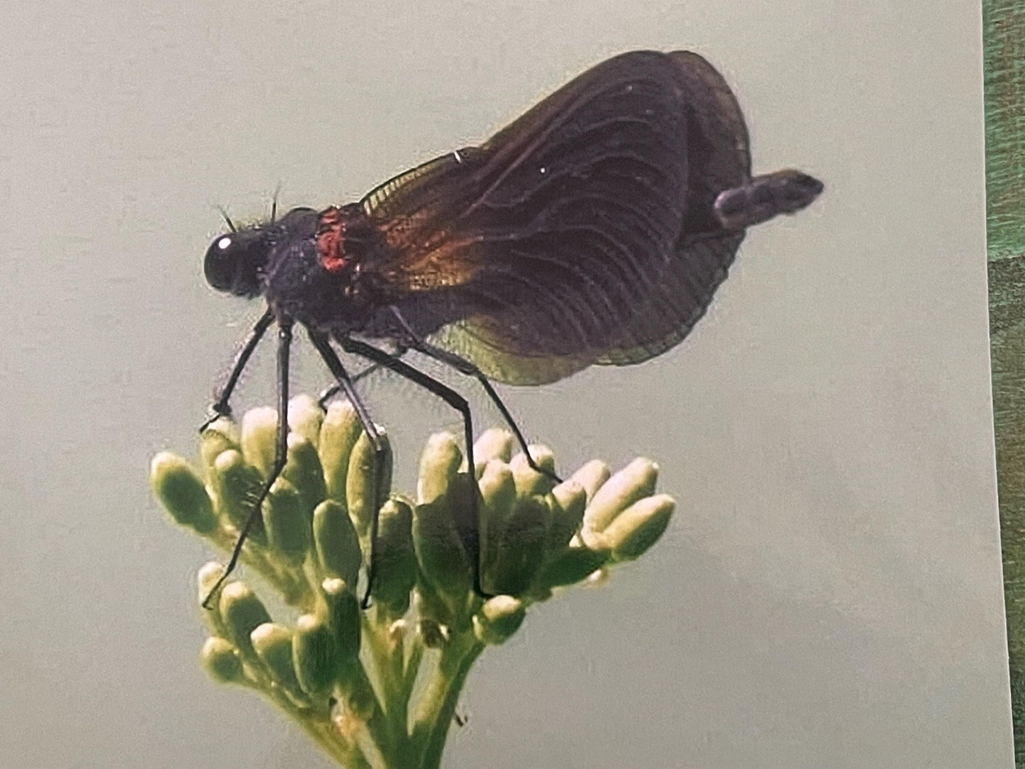 Wildlife photography card, recycled card, birthday card, wildlife card. Eco friendly card. Handmade card. Damselfly card, Thank you card.