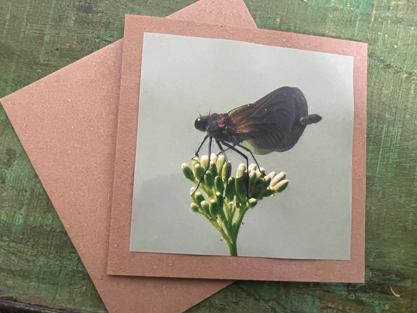 Wildlife photography card, recycled card, birthday card, wildlife card. Eco friendly card. Handmade card. Damselfly card, Thank you card.