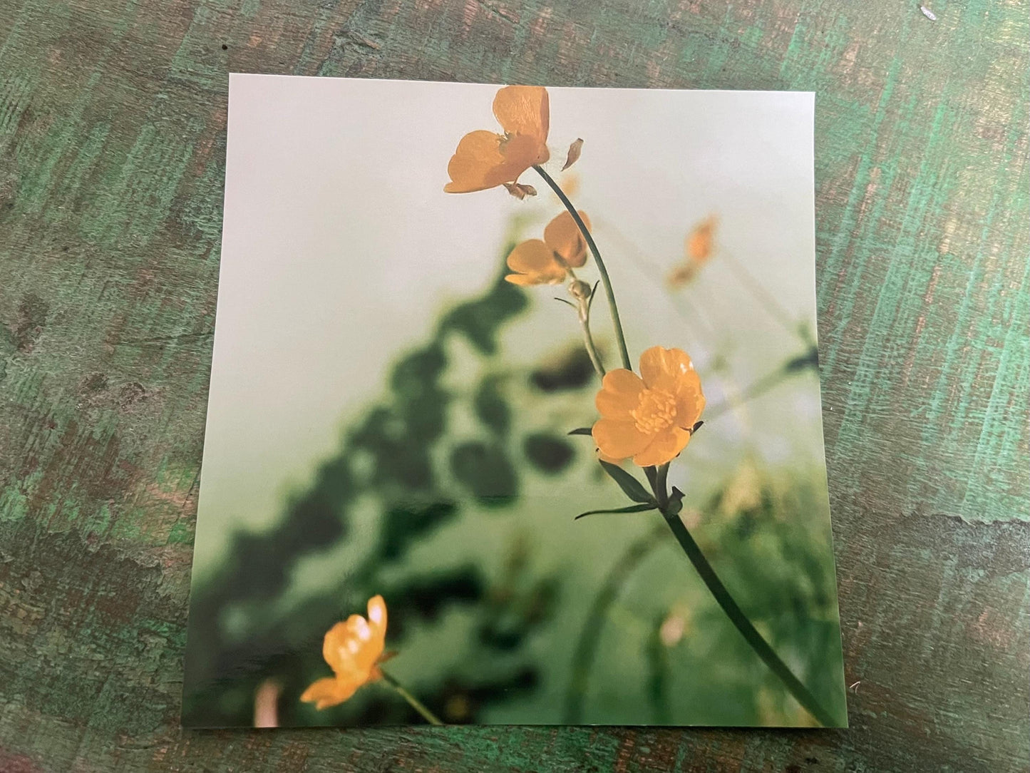 Natural photography card, recycled card, birthday card, wildlife card. Eco friendly card. Handmade card. Buttercup card, Thank you card.