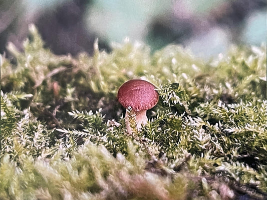 Wildlife photography card, recycled card, birthday card, wildlife card. Eco friendly card. Handmade card. Mushroom card, Thank you card.