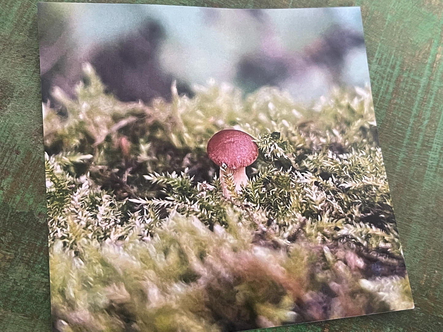 Wildlife photography card, recycled card, birthday card, wildlife card. Eco friendly card. Handmade card. Mushroom card, Thank you card.