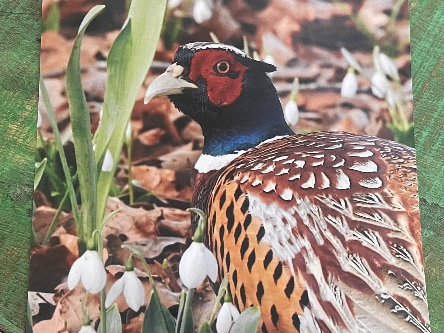 Pheasant card, recycled card, birthday card, English bird card. Eco friendly card. Handmade card. Unusual Thank you card, blank gift card