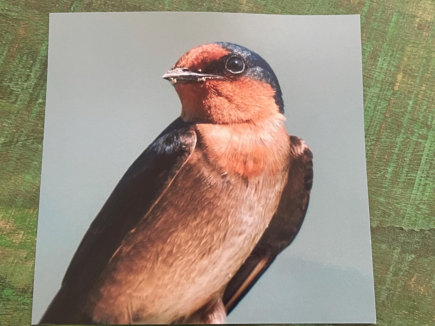 Wildlife photography card, birthday card, bird card. Eco friendly card. Handmade card.  Thank you card, blank card. Bird photo. Ethical card