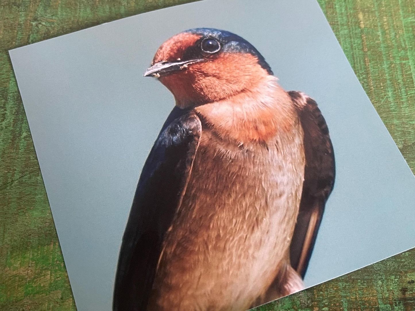 Wildlife photography card, birthday card, bird card. Eco friendly card. Handmade card.  Thank you card, blank card. Bird photo. Ethical card