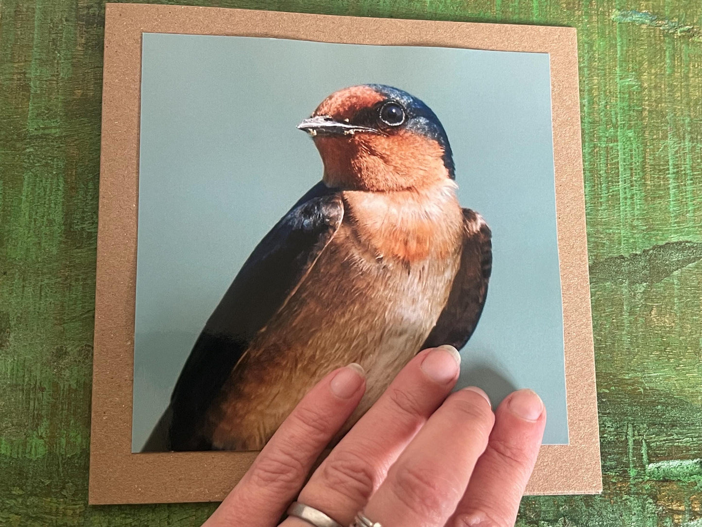 Wildlife photography card, birthday card, bird card. Eco friendly card. Handmade card.  Thank you card, blank card. Bird photo. Ethical card