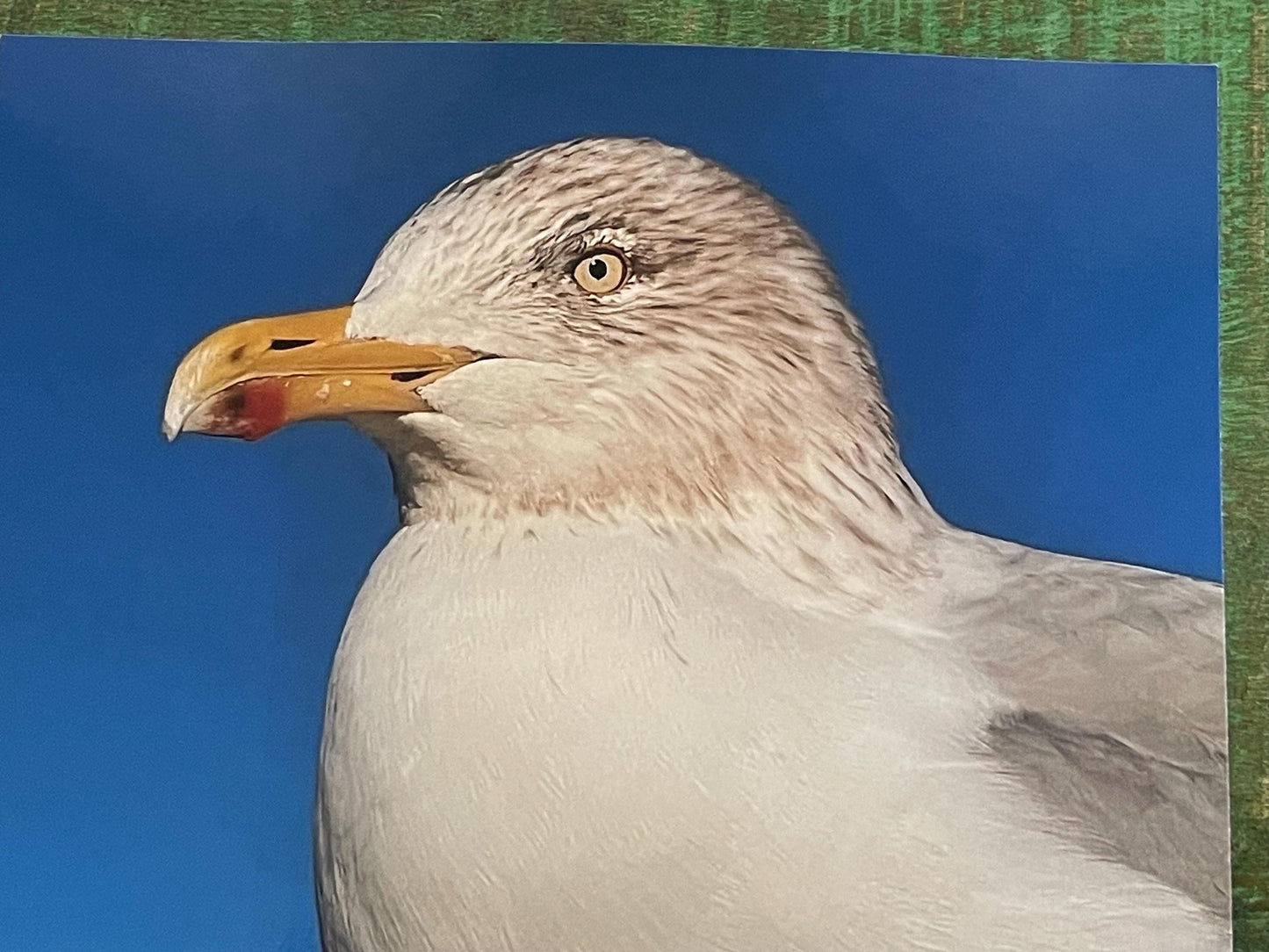 Seagull card, recycled card, birthday card, recycled card. Eco friendly card. Handmade card. Unusual Thank you card, blank gift card, bird