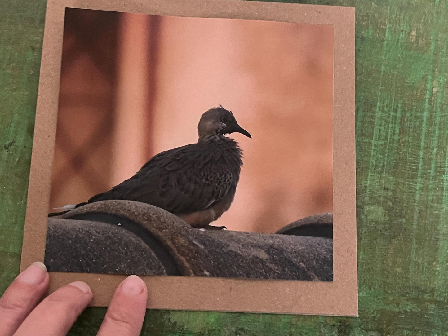 Pidgeon card, recycled card, birthday card, pink bird card. Eco friendly card. Handmade card. Unusual thank you card, blank gift card