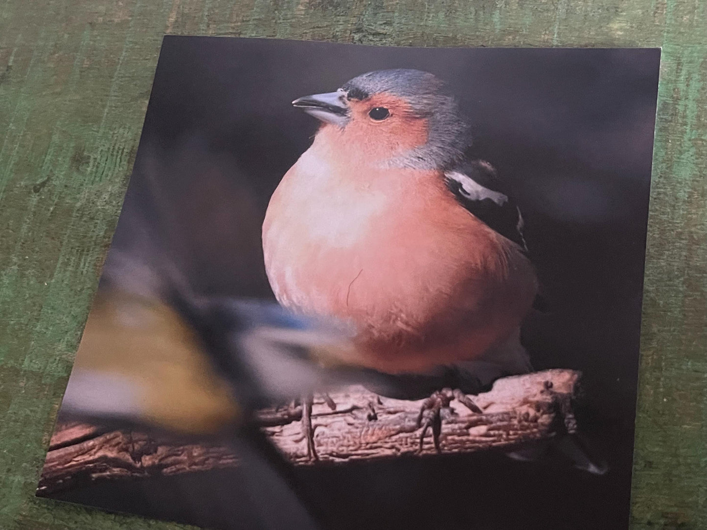 Chaffinch card, recycled card, birthday card, English bird card. Eco friendly card. Handmade card. Unusual Thank you card, blank gift card