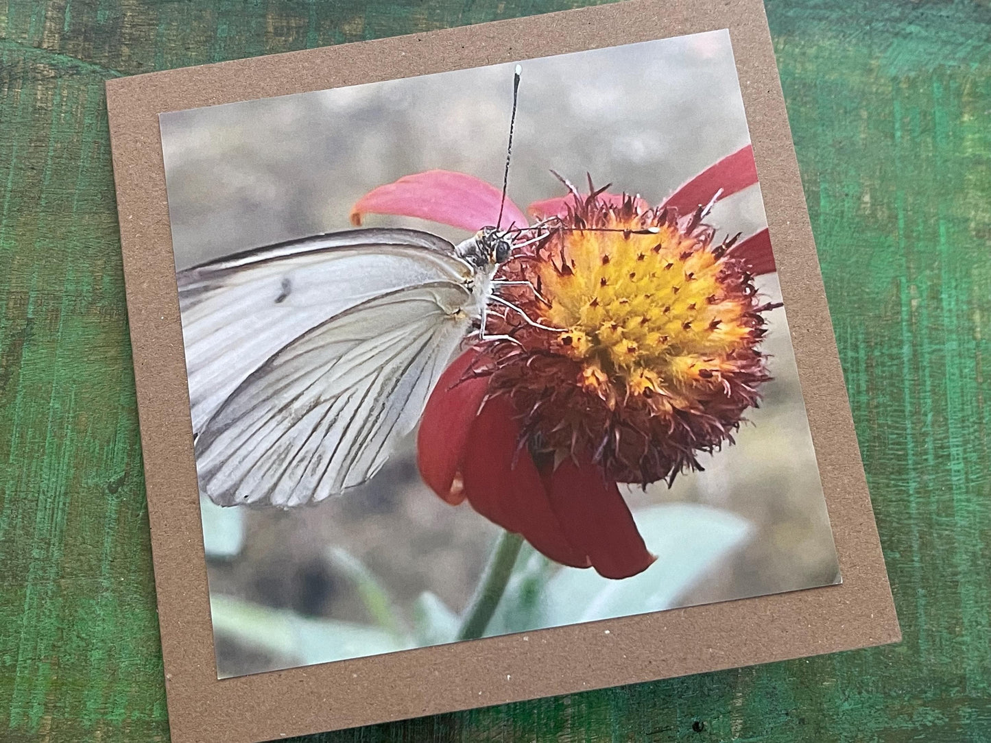 White butterfly card, recycled card, birthday card, wildlife card. Eco friendly card. Handmade card. Unusual card, Thank you card, eco card