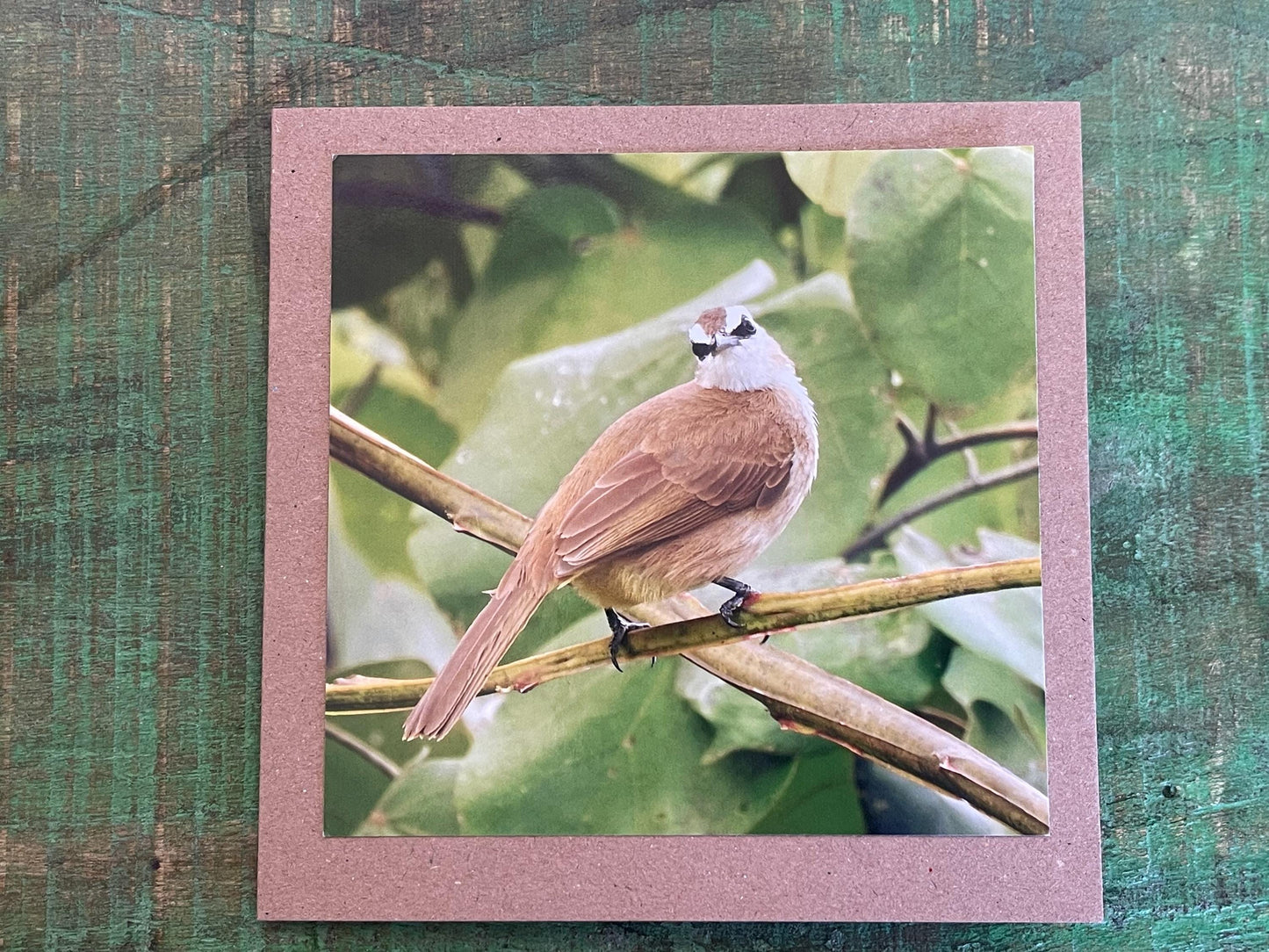 Yellow-vented bulbul card, recycled card, birthday card, English bird card. Eco friendly card. Handmade card. Unusual Thank you card, blank