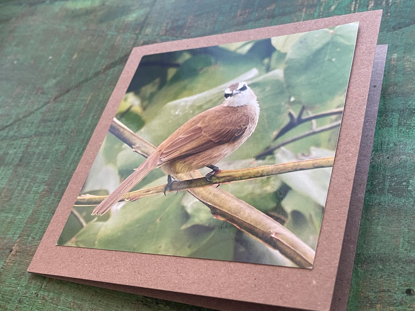 Yellow-vented bulbul card, recycled card, birthday card, English bird card. Eco friendly card. Handmade card. Unusual Thank you card, blank