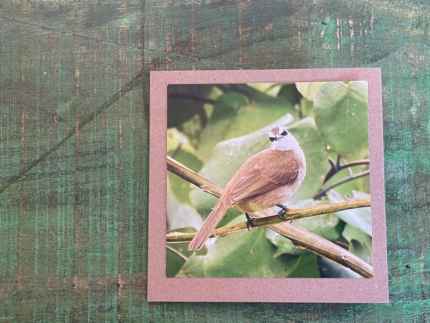 Yellow-vented bulbul card, recycled card, birthday card, English bird card. Eco friendly card. Handmade card. Unusual Thank you card, blank