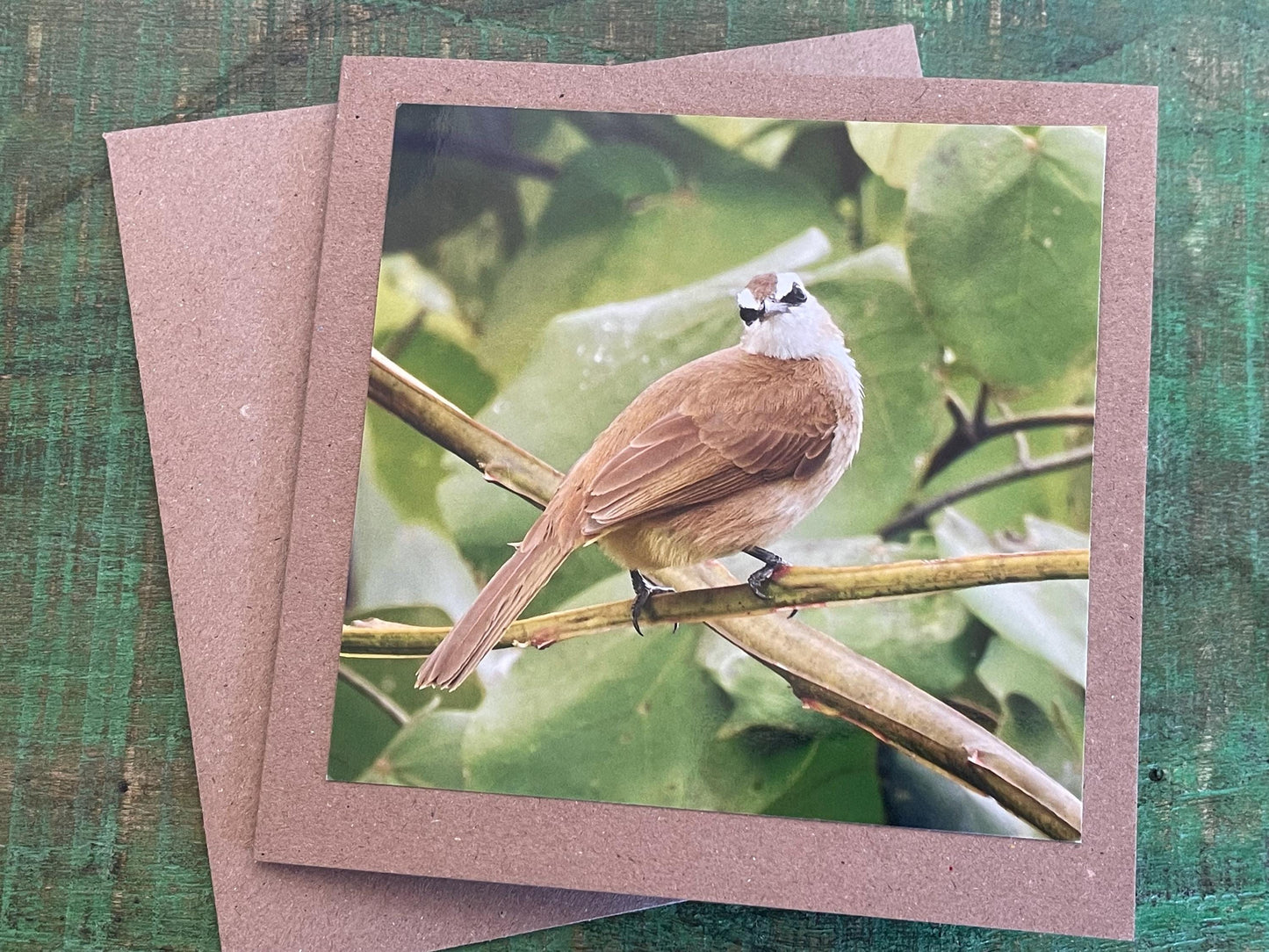 Yellow-vented bulbul card, recycled card, birthday card, English bird card. Eco friendly card. Handmade card. Unusual Thank you card, blank