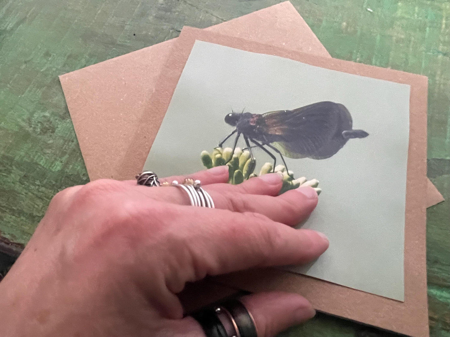 Wildlife photography card, recycled card, birthday card, wildlife card. Eco friendly card. Handmade card. Damselfly card, Thank you card.