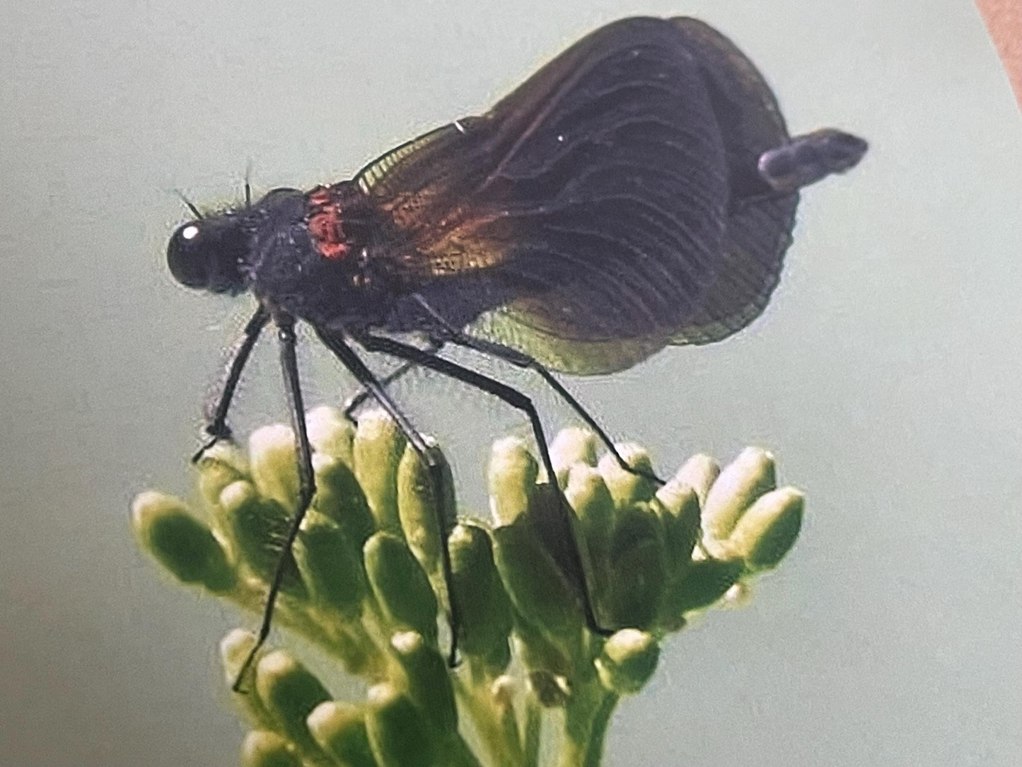 Wildlife photography card, recycled card, birthday card, wildlife card. Eco friendly card. Handmade card. Damselfly card, Thank you card.