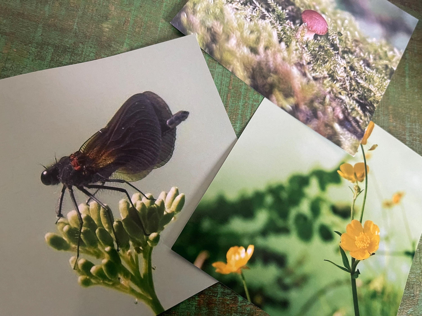 Natural photography card, recycled card, birthday card, wildlife card. Eco friendly card. Handmade card. Buttercup card, Thank you card.