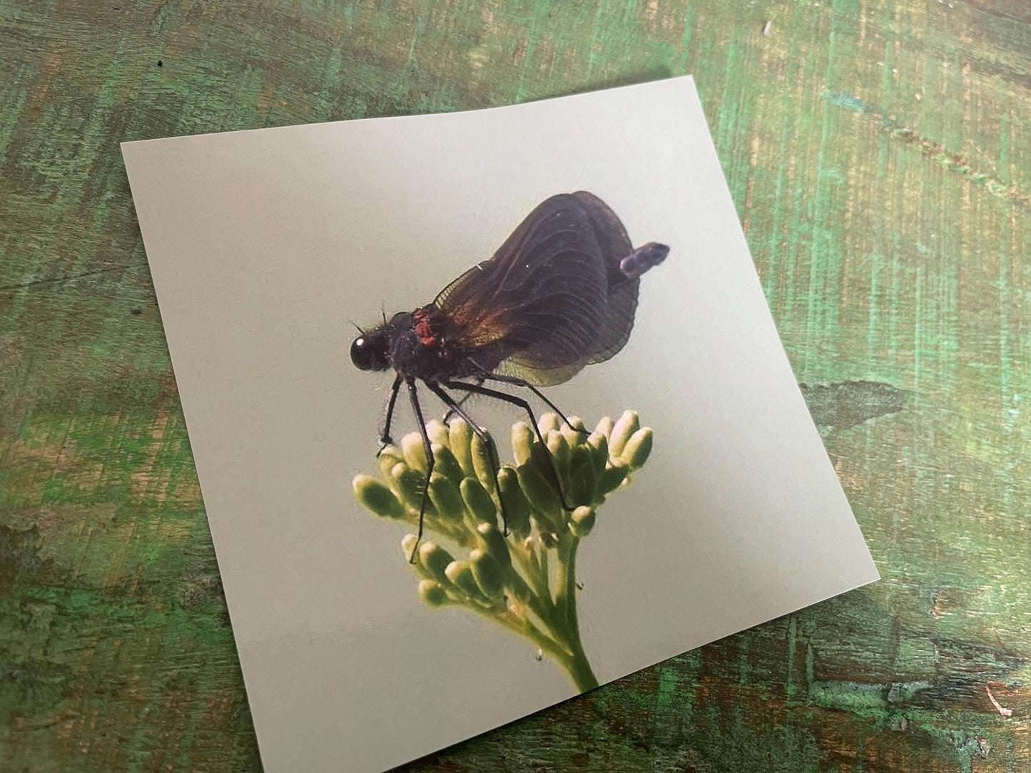 Wildlife photography card, recycled card, birthday card, wildlife card. Eco friendly card. Handmade card. Damselfly card, Thank you card.