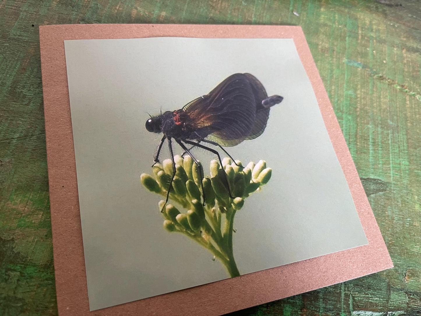 Wildlife photography card, recycled card, birthday card, wildlife card. Eco friendly card. Handmade card. Damselfly card, Thank you card.