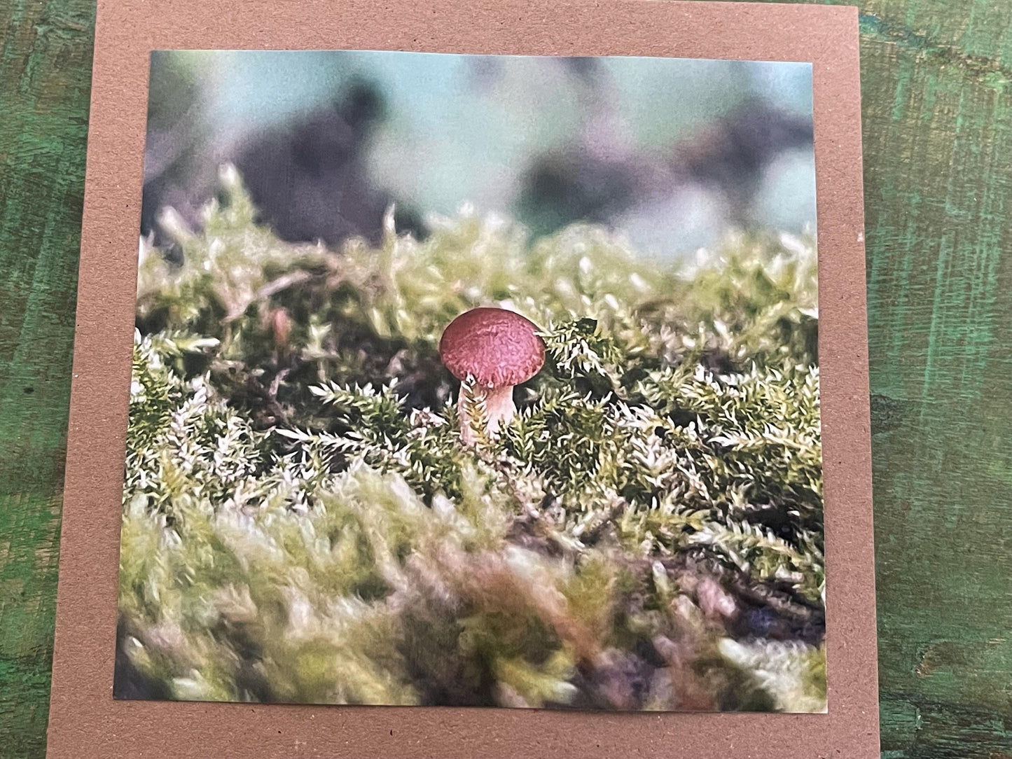 Wildlife photography card, recycled card, birthday card, wildlife card. Eco friendly card. Handmade card. Mushroom card, Thank you card.
