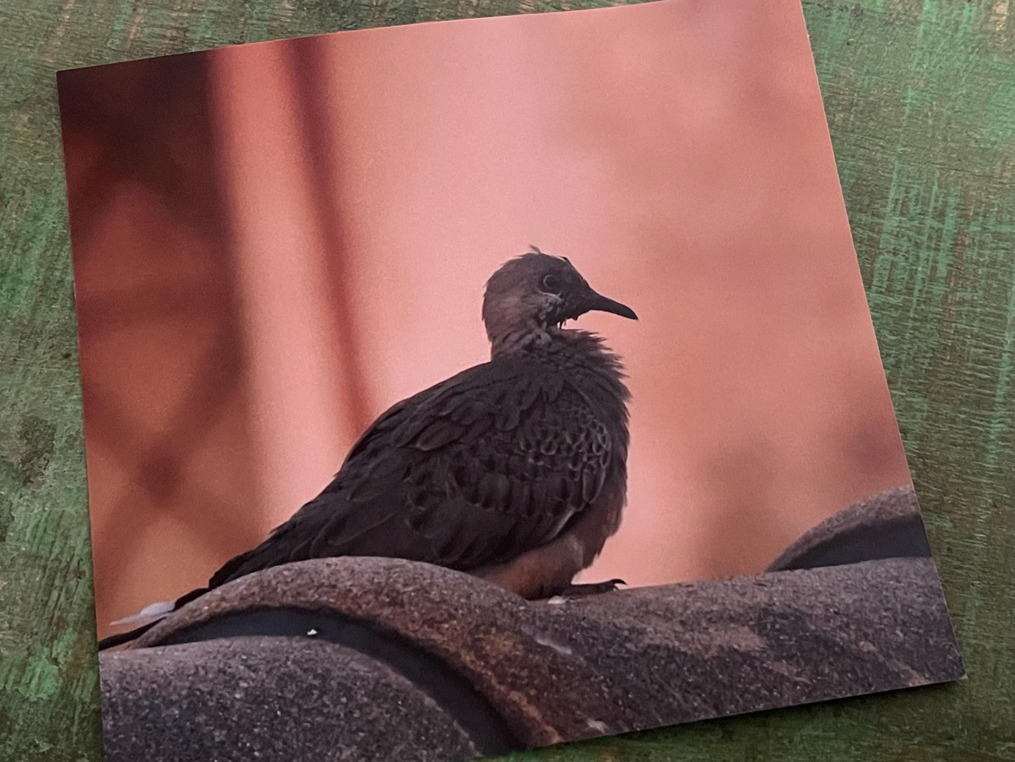 Pidgeon card, recycled card, birthday card, pink bird card. Eco friendly card. Handmade card. Unusual thank you card, blank gift card