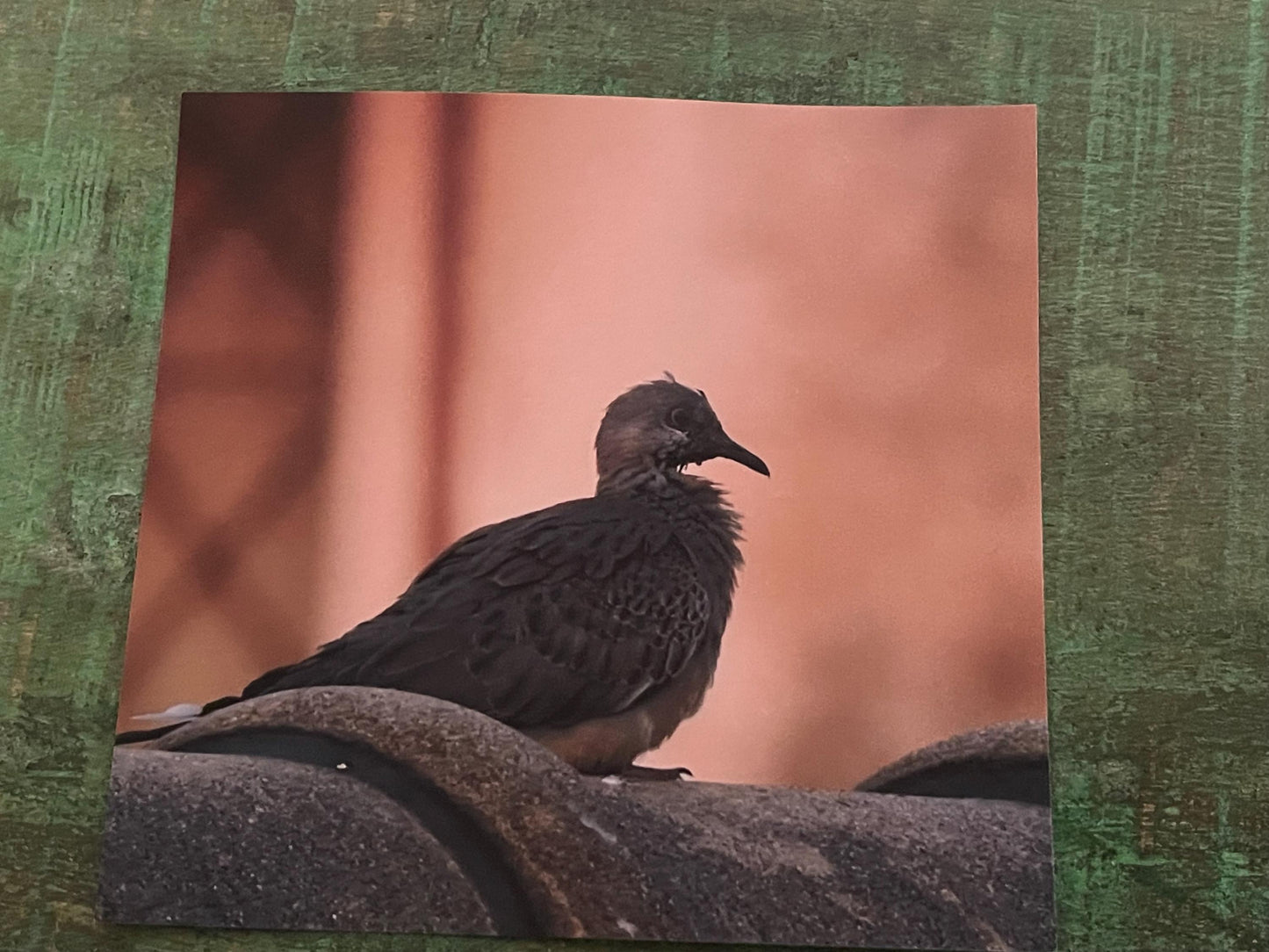 Pidgeon card, recycled card, birthday card, pink bird card. Eco friendly card. Handmade card. Unusual thank you card, blank gift card