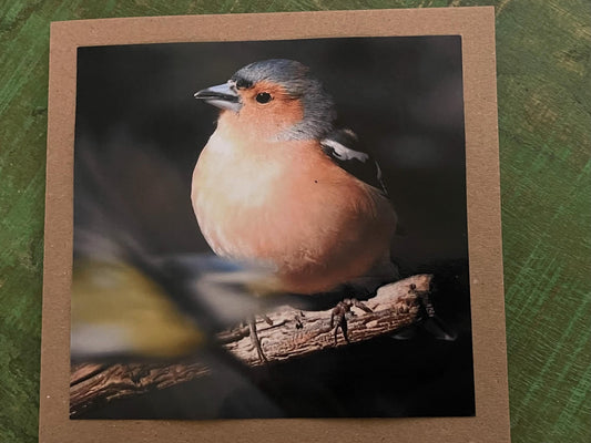 Chaffinch card, recycled card, birthday card, English bird card. Eco friendly card. Handmade card. Unusual Thank you card, blank gift card