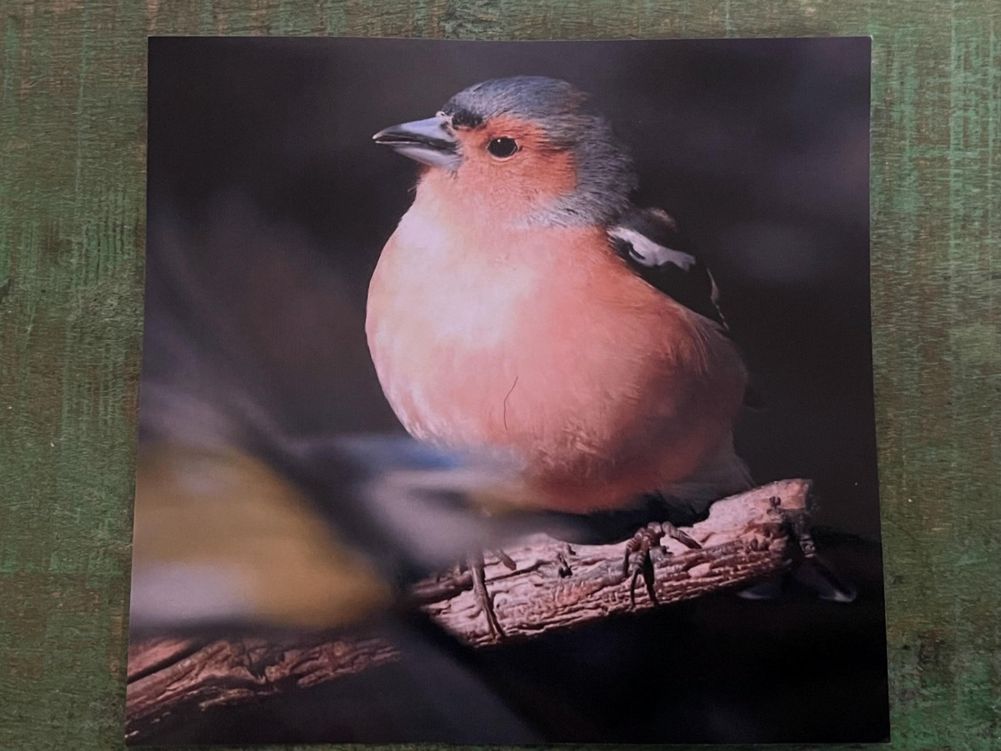 Chaffinch card, recycled card, birthday card, English bird card. Eco friendly card. Handmade card. Unusual Thank you card, blank gift card