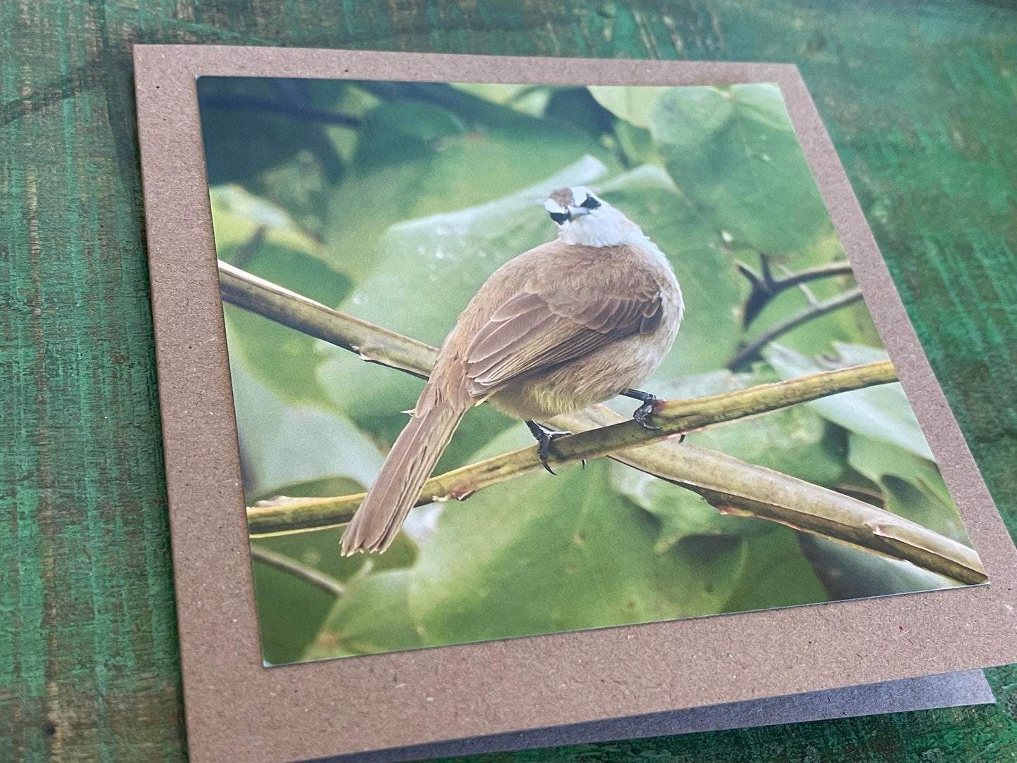 Yellow-vented bulbul card, recycled card, birthday card, English bird card. Eco friendly card. Handmade card. Unusual Thank you card, blank