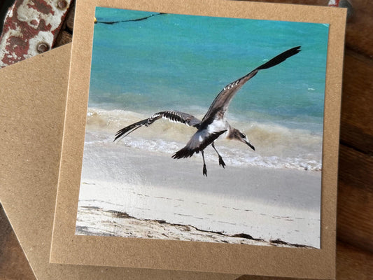 Seagull card, recycled card, handmade card, English wildlife photo card, nature card, blank card, gift for her, gift for him, homemade card