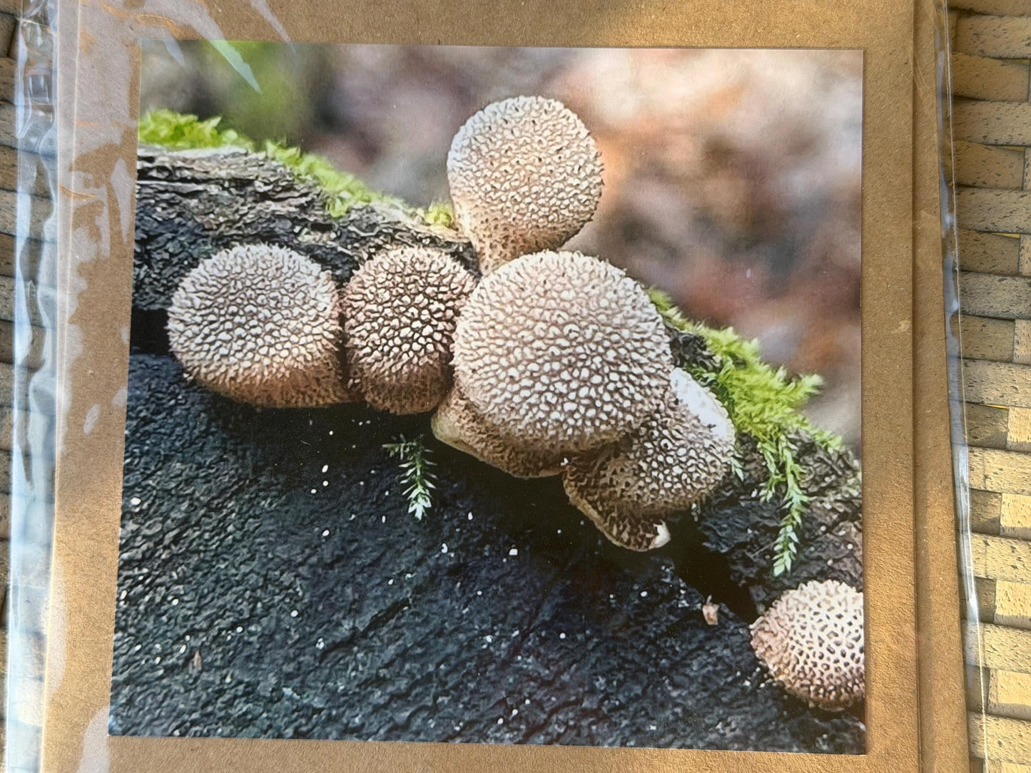 Wildlife photography card, recycled card, birthday card, wildlife card. Eco friendly card. Handmade card. Mushroom card, Thank you card.