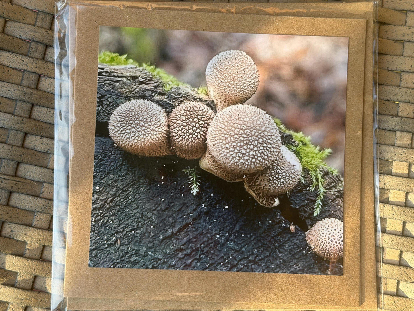 Wildlife photography card, recycled card, birthday card, wildlife card. Eco friendly card. Handmade card. Mushroom card, Thank you card.