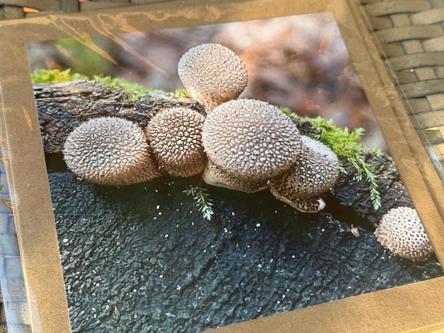 Wildlife photography card, recycled card, birthday card, wildlife card. Eco friendly card. Handmade card. Mushroom card, Thank you card.