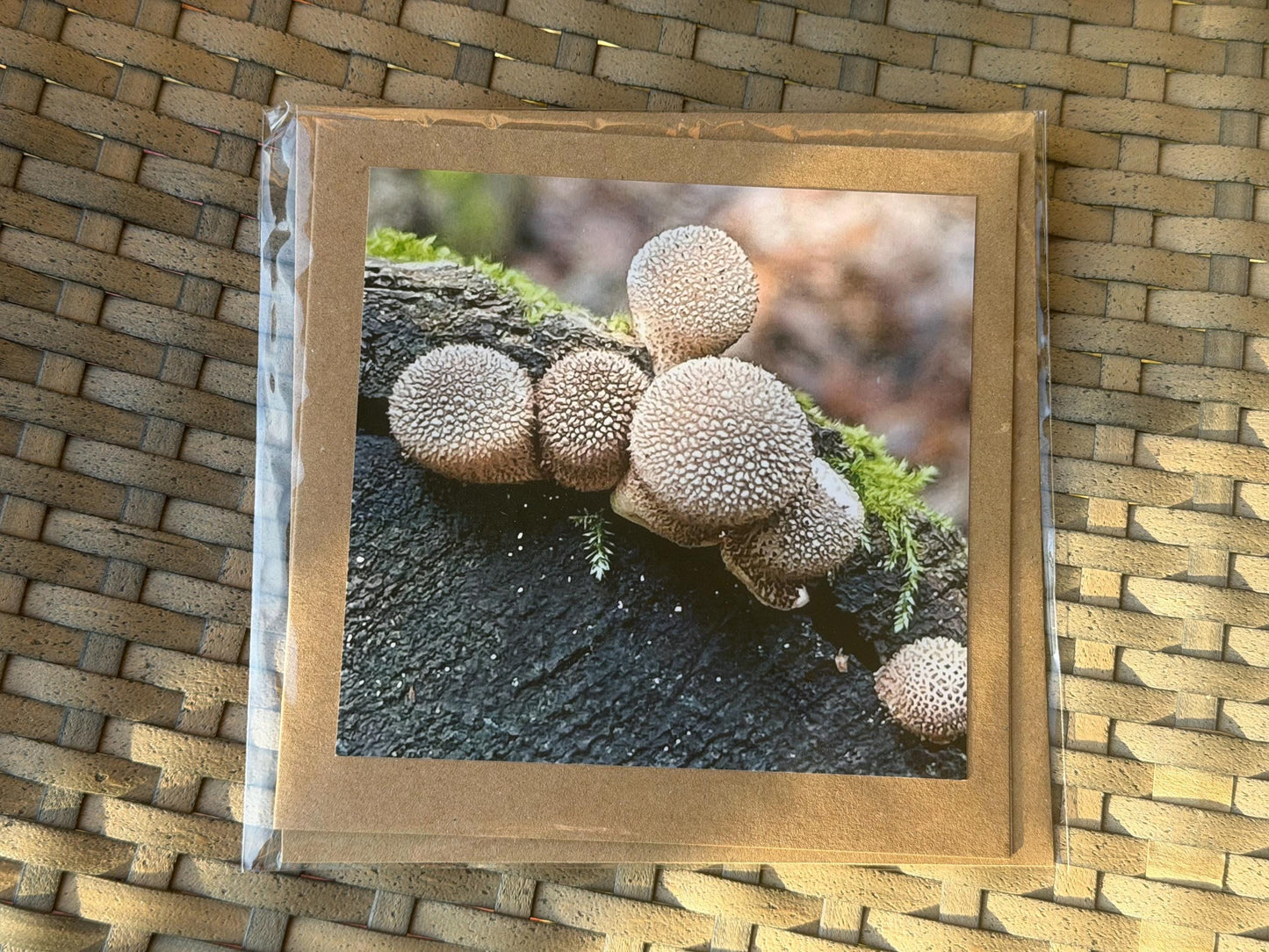 Wildlife photography card, recycled card, birthday card, wildlife card. Eco friendly card. Handmade card. Mushroom card, Thank you card.
