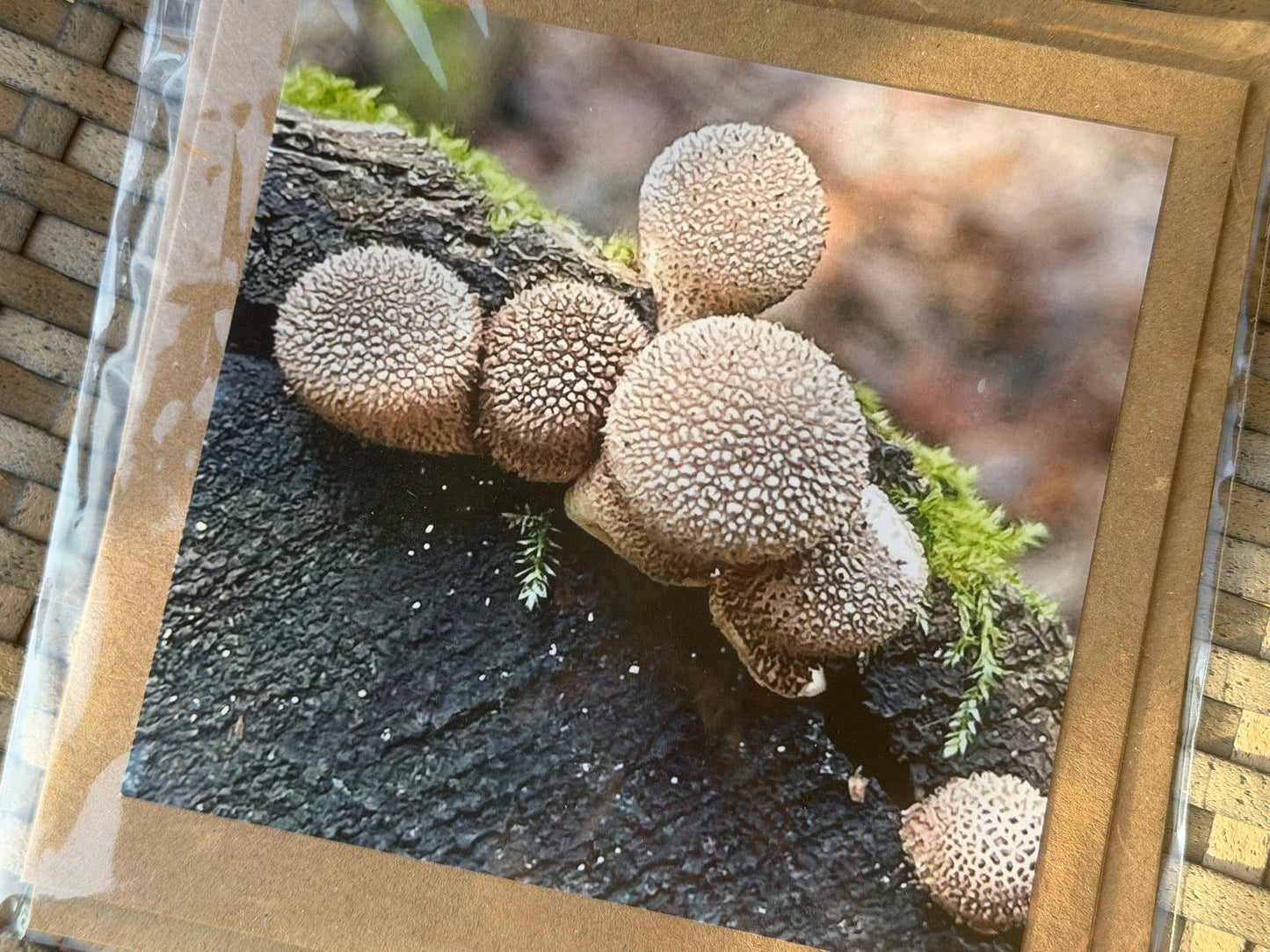 Wildlife photography card, recycled card, birthday card, wildlife card. Eco friendly card. Handmade card. Mushroom card, Thank you card.